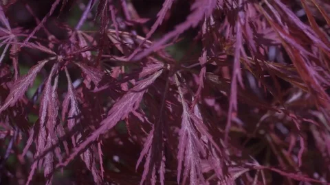 Japanese Maple 1 Stock Footage 107120026