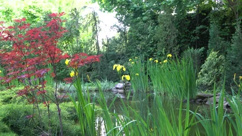 Japanese maple Acer palmatum on shore of garden pond with yellow iris flowers Stock Footage 288087953
