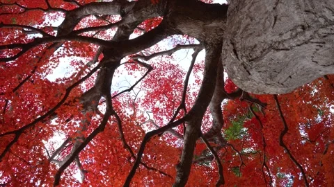 Japanese maple with autumn foliage Stock-Footage 344829546