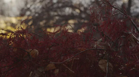 Japanese Maple B Roll 1 Stock Footage 25205994