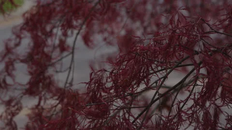 Japanese Maple B Roll 2 Stock Footage 25206007