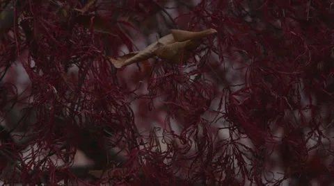 Japanese Maple B Roll 3 Stock Footage 25206025