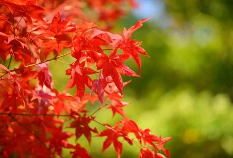 Japanese maple background Stock Photos