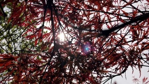 Japanese maple in backlight with a cool sun flare Vidéo 245566887