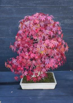 A Japanese Maple bonsai tree changing colors of its leaves to vibrant red Stock Photos