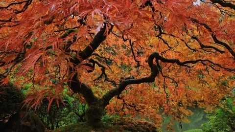Japanese Maple Fall Colors 2 Stock Footage 105072131