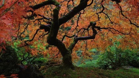 Japanese Maple Fall Leaves 1 Stock-Footage 105071231