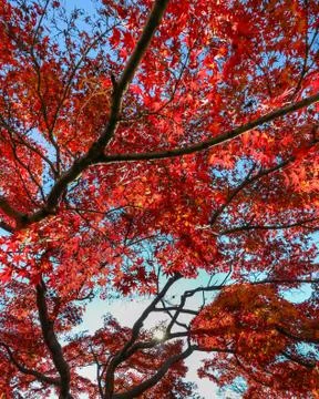 Japanese Maple in Fall Stock Photos