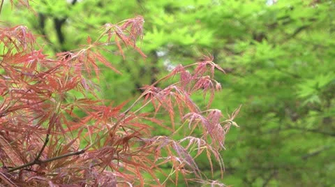 Japanese maple Video stock 12455036
