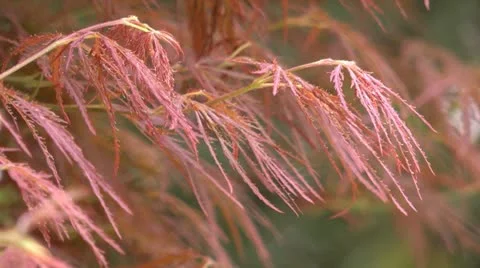 Japanese maple Video stock 12516128