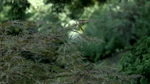 Japanese Maple Stock Footage 41537188