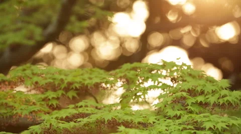 Japanese Maple Stock Footage 60763718