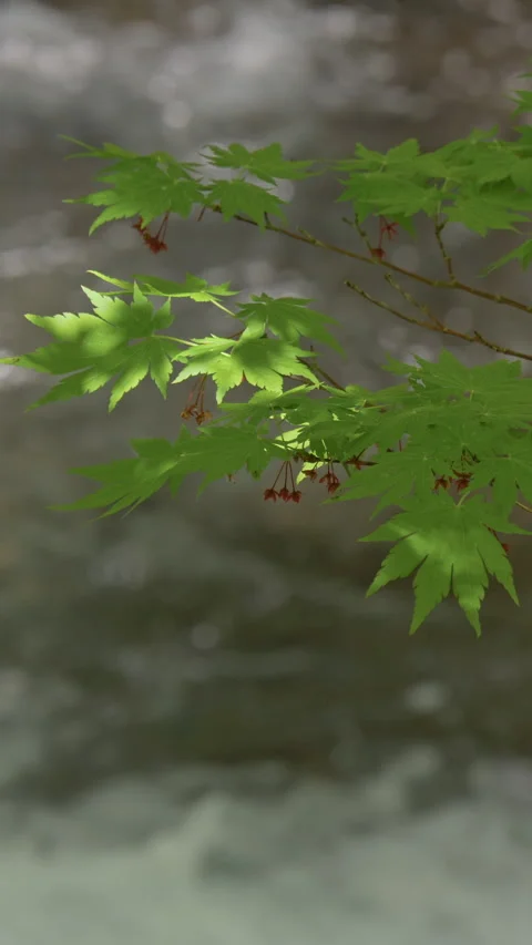 Japanese Maple in Fresh Green by Stream Vertical Video Vídeo Stock 346062654