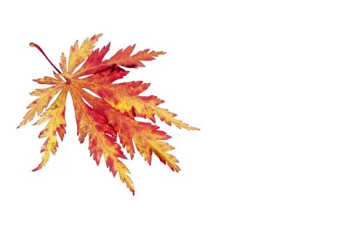Japanese maple leaf background Stockfoto's