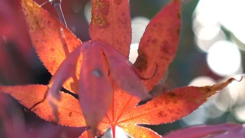 Japanese Maple leaf backlit by low Autumn sun Stock Footage 85171852