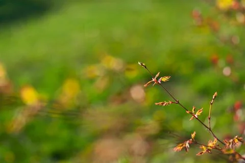 Japanese Maple Leaf Buds Stock Photos