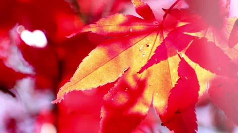 Japanese maple Leaf Changes Color in Sun B Video stock 940250