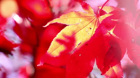 Japanese Maple Leaf Changes Color in Sun A Video stock 940256