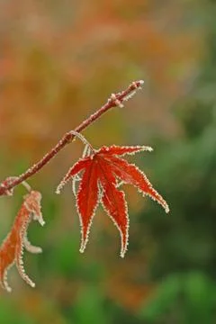 Japanese maple leaf Stock Photos