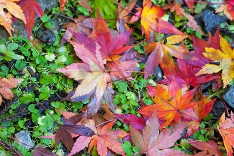 Japanese maple leaf Stock Photos