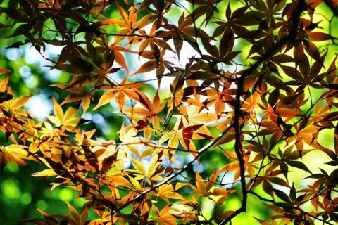 Japanese maple leaf Stock Photos