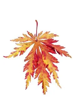 Japanese maple leaf Stock Photos