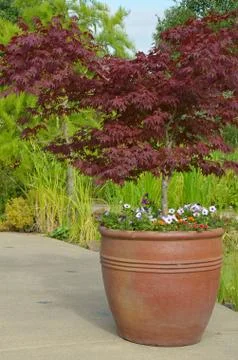 Japanese maple leaf planter Foto stock