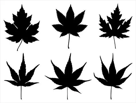 JAPANESE MAPLE LEAF SILHOUETTE Stock Illustration