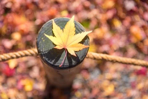 Japanese maple leaf on wood pattern backgroud in autumn season at Kyoto,Japan Stock Photos