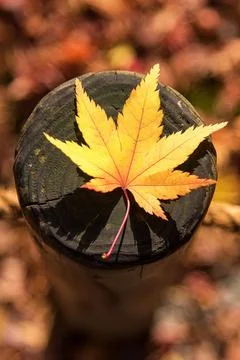 Japanese maple leaf on wood pattern backgroud in autumn season at Kyoto,Japan Stock Photos
