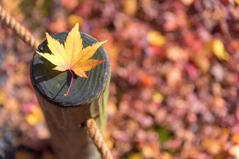 Japanese maple leaf on wood pattern backgroud in autumn season at Kyoto,Japan Stock Photos
