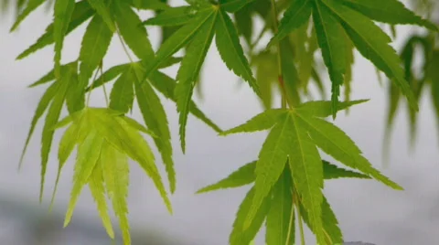 Japanese maple leafs. Stock Footage 667330