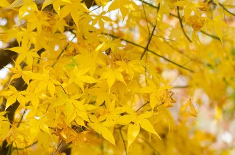 Japanese maple leaves background Stock Photos