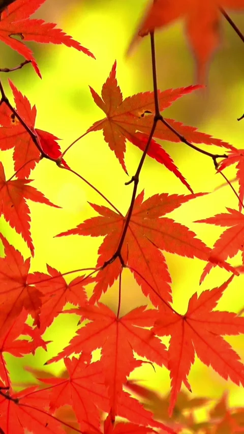Japanese maple leaves in burning red. Autumn foliage. Closeup. 4K Stock Footage 337980410