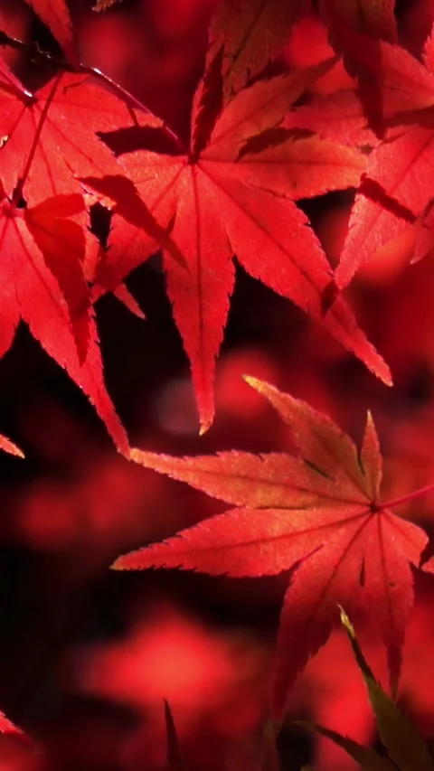 Japanese maple leaves in burning red. Autumn foliage. Closeup. 4K Stock Footage 344401271