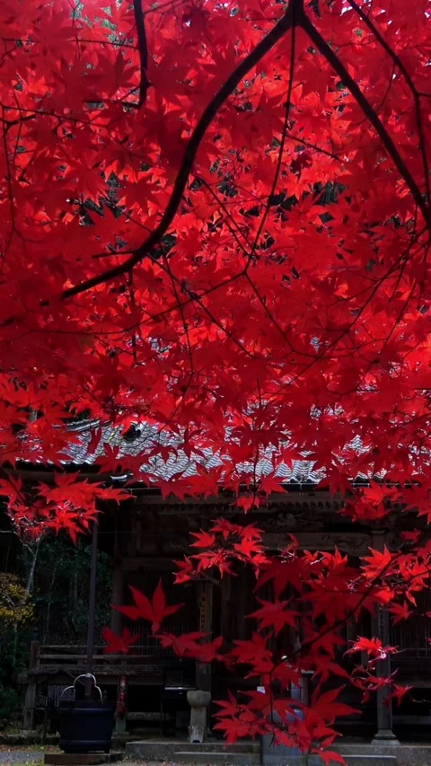 Japanese maple leaves in burning red. Autumn foliage. Closeup. 4K Stock Footage 345621438