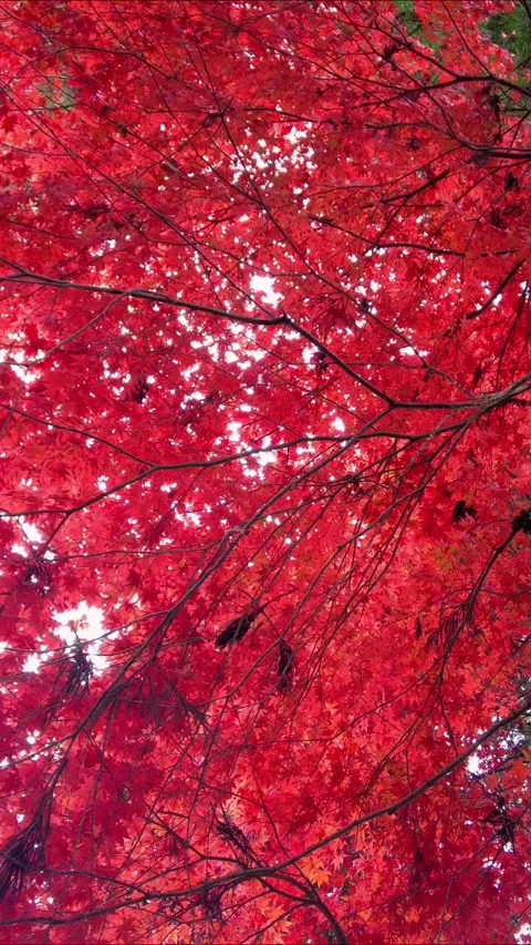 Japanese maple leaves in burning red. Autumn foliage. Closeup. 4K Stock Footage 346737445