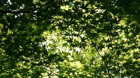 Japanese Maple Leaves Ceiling Depth Of Field Stock Footage 910972