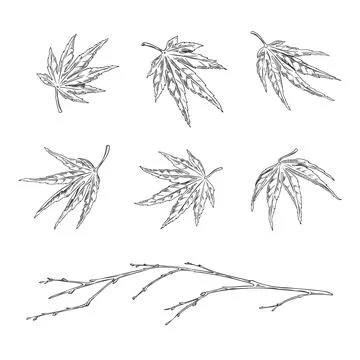 Japanese maple leaves design elements set sketch vector illustration isolated. 스톡 일러스트