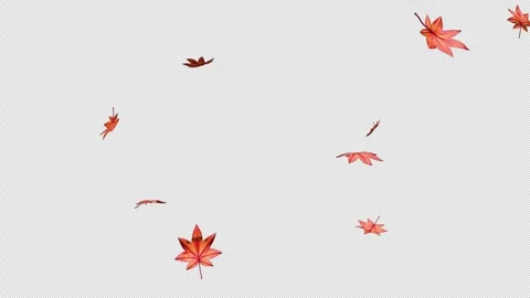 Japanese Maple Leaves Falling on Transparent Background 스톡 동영상 335886937