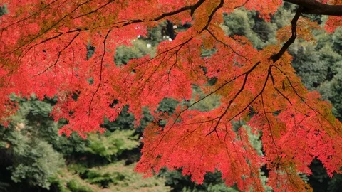 Japanese Maple Leaves Stock Footage 99286389