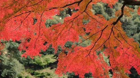 Japanese Maple Leaves Stock Footage 99287251