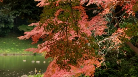 Japanese Maple Leaves Stock Footage 99288643