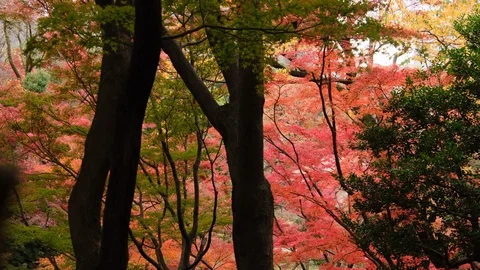 Japanese Maple Leaves Stock Footage 99327650