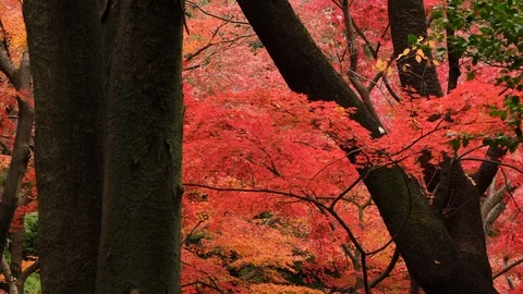 Japanese Maple Leaves Stock Footage 99331506