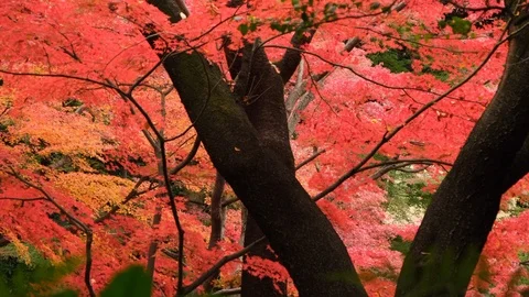 Japanese Maple Leaves Stock Footage 99334384