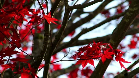 Japanese Maple Light Breeze Video stock 940236