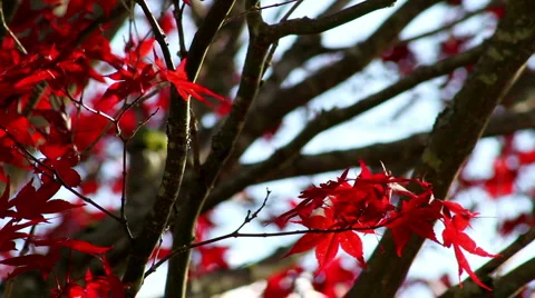 Japanese Maple Medium Breeze Video stock 940237