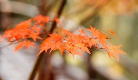 Japanese maple orange leaves Stock Photos