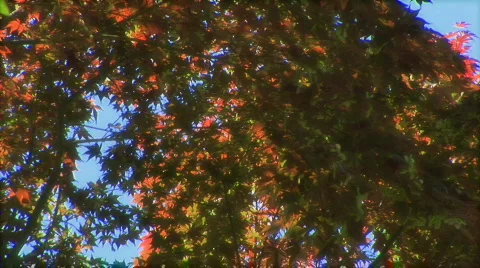 Japanese maple pan 1 spring HD Stock Footage 310324